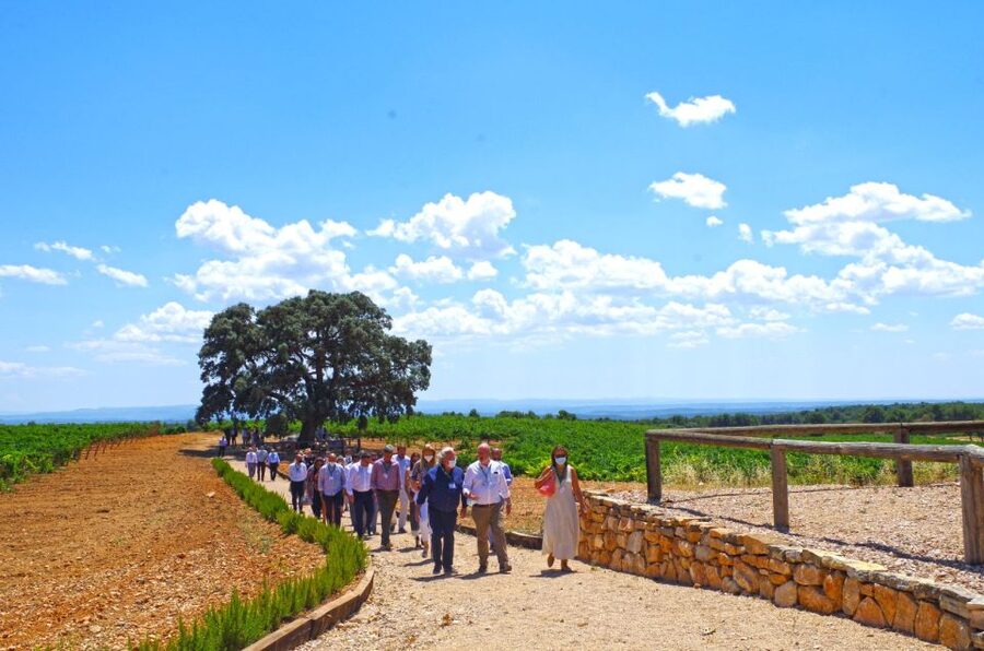Valencia: Premium Wine Tasting & 3-Course Gastronomic Lunch - From vineyard rows to the El Renegado oak