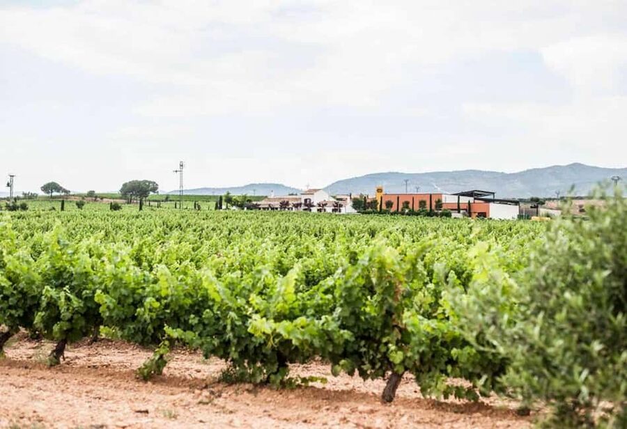 Valencia: Vineyard Tour, Local Wine, Cava Tasting & Snacks - What the guides add to the day