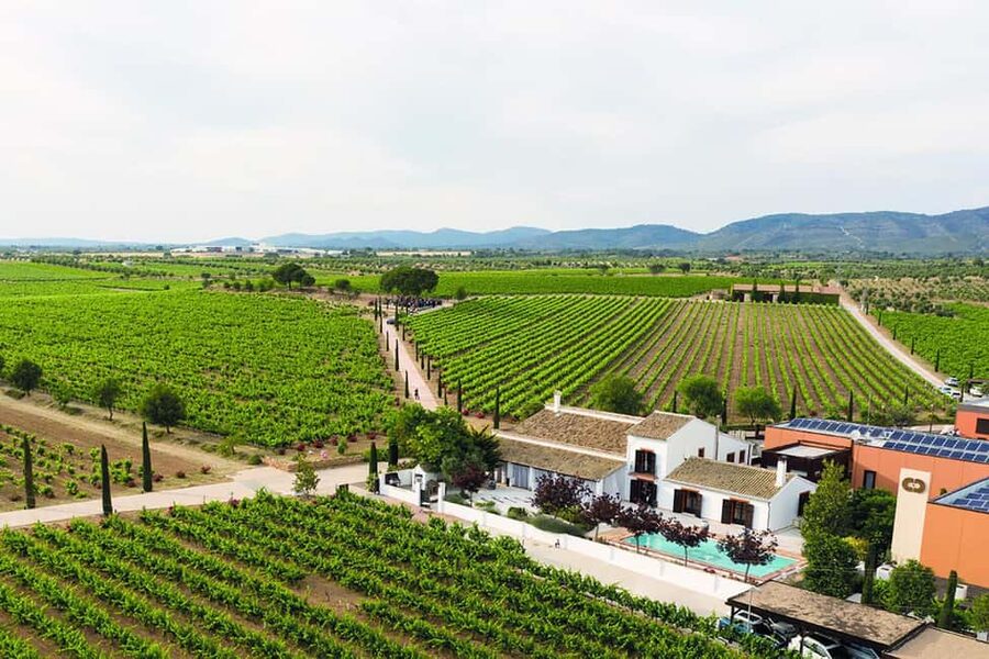 Valencia: Vineyard Tour, Local Wine, Cava Tasting & Snacks - How the four-hour schedule works
