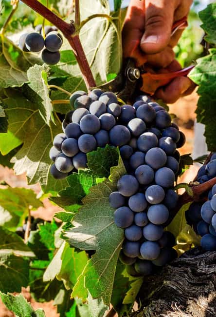 Valencia: Vineyard Tour, Local Wine, Cava Tasting & Snacks - Who will enjoy this Requena wine tour?