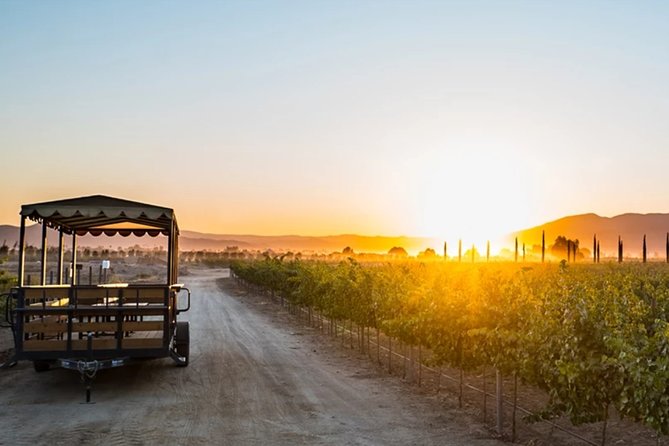Valle de Guadalupe Premium Wine and Vineyard Wagon Tour - Inside the cellar with a certified sommelier