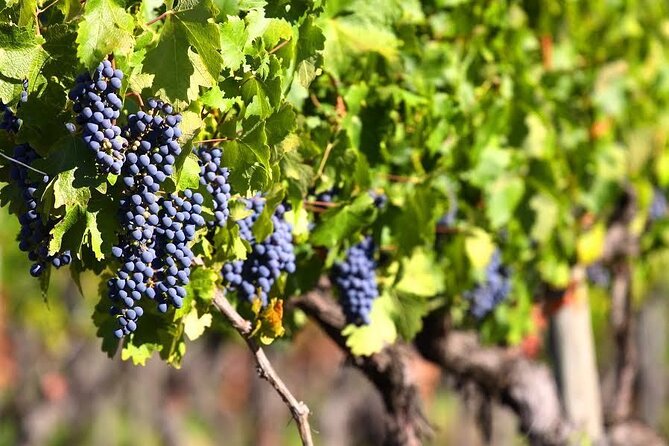 Valle de Guadalupe Premium Wine and Vineyard Wagon Tour - How the experience fits into your day