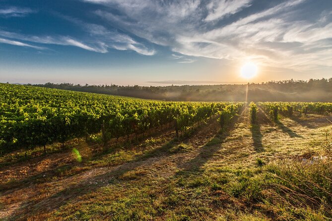 Valle de Guadalupe Winery and Vineyard Tour from San Diego - Starting in downtown San Diego at 9 a.m.