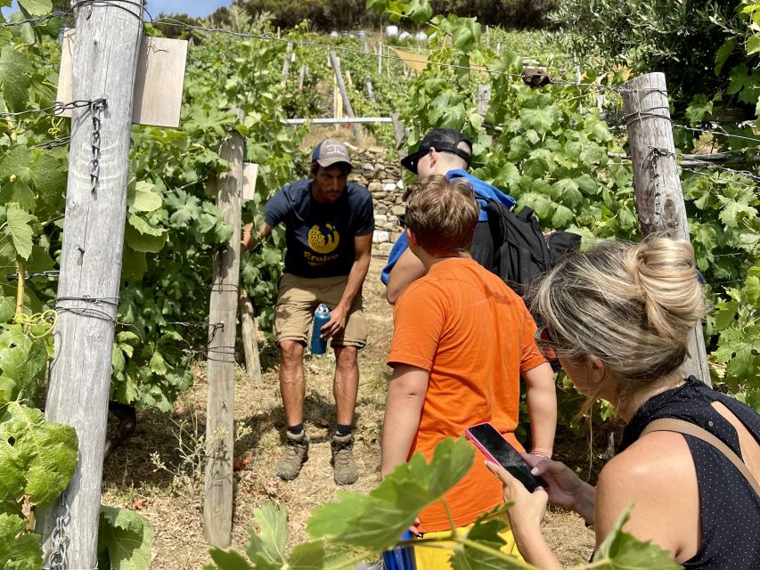 Vernazza: Panoramic Vineyard Trekking Tour w/ Wine Tasting - The vineyard above Vernazza