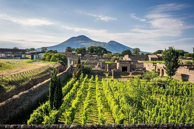 Vesuvius, Pompeii Ruins, experience vineyards and the winery tour with lunch. - Is $365 a fair price?