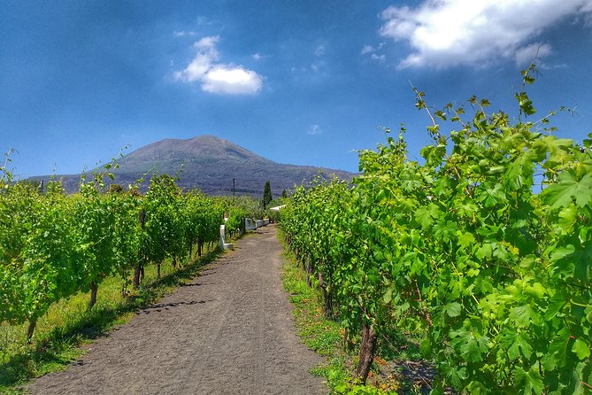 Vesuvius & Vineyard select from Sorrento - The coach ride can shape the whole day