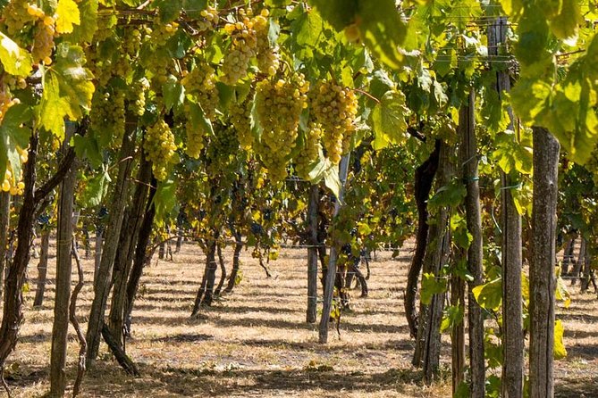 Vesuvius & Vineyard select from Sorrento - Group size, pace, and physical effort