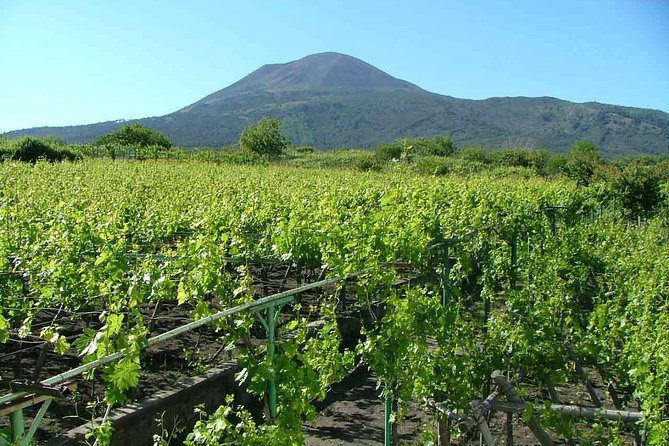 Vesuvius & Vineyard select from Sorrento - What the $122.70 price really buys