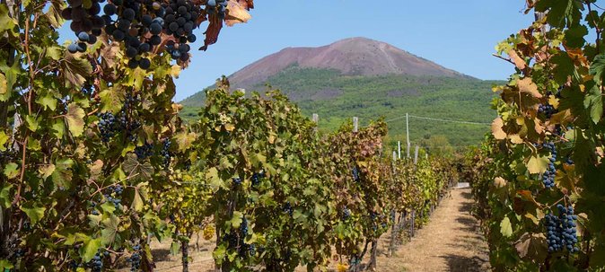 Vesuvius & Vineyard select from Sorrento - Lunch and Lacryma Christi at the vineyard