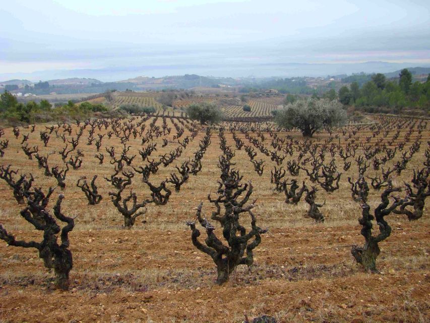 Vilafranca del Penedès: Winery Visit with Tastings - Inside the winery and ageing cellars