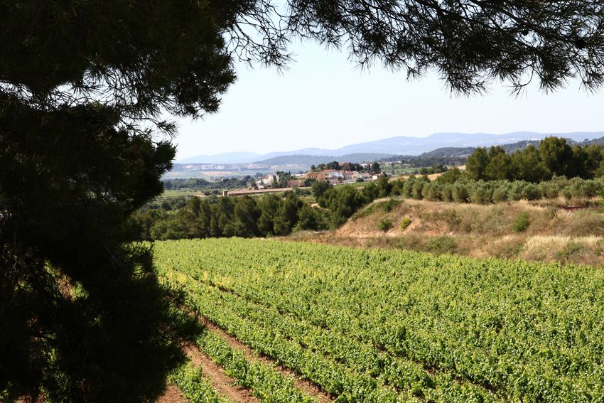 Vilafranca del Penedès: Winery Visit with Tastings - Walking, weather, and what to bring