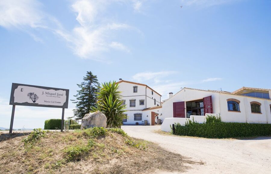 Vilafranca del Penedès: Winery Visit with Tastings - Starting among the vines