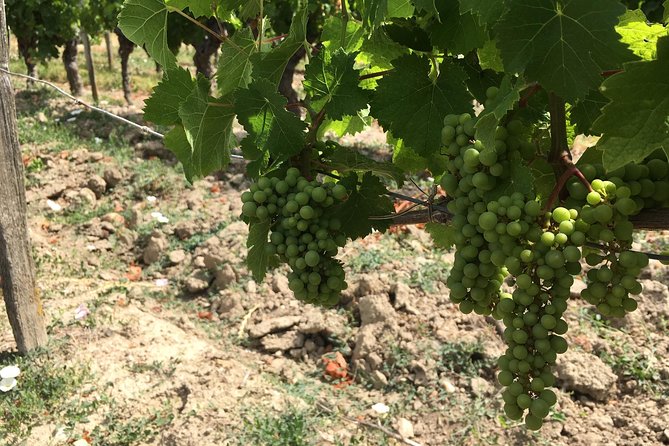 Vineyard cycle tours in and around Chinon, in the Loire Valley - Riding through vineyards and countryside