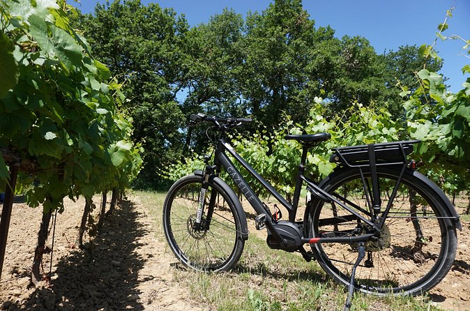 Vineyard of the Alpilles by bike - Practical Details Before You Book