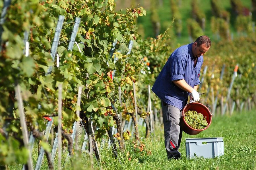 Vineyard Sips: Family Winery Tour & Gourmet Tasting in Corfu - Key points to know before booking