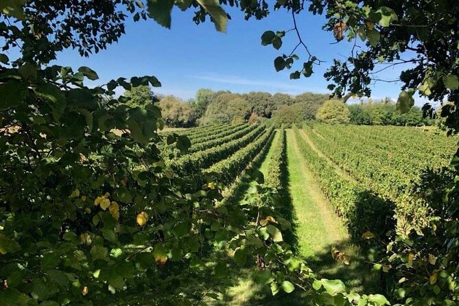 Vineyard tour and tasting of 6 Garda Wines with Giovanna Tantini - Booking, weather, and cancellation details