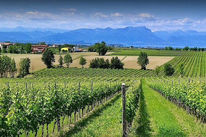 Vineyard Tour and Tasting of Lugana Wines - Key points at a glance