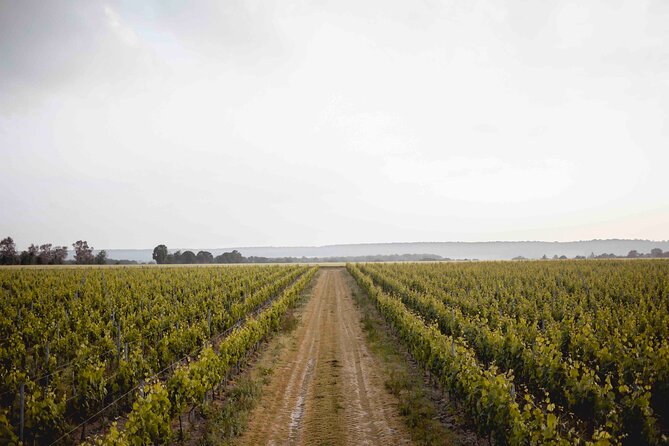 Vineyard tour and wine tasting in Davron - Key points at a glance