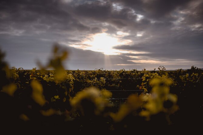Vineyard tour and wine tasting in Davron - A vineyard stop in the Versailles plain