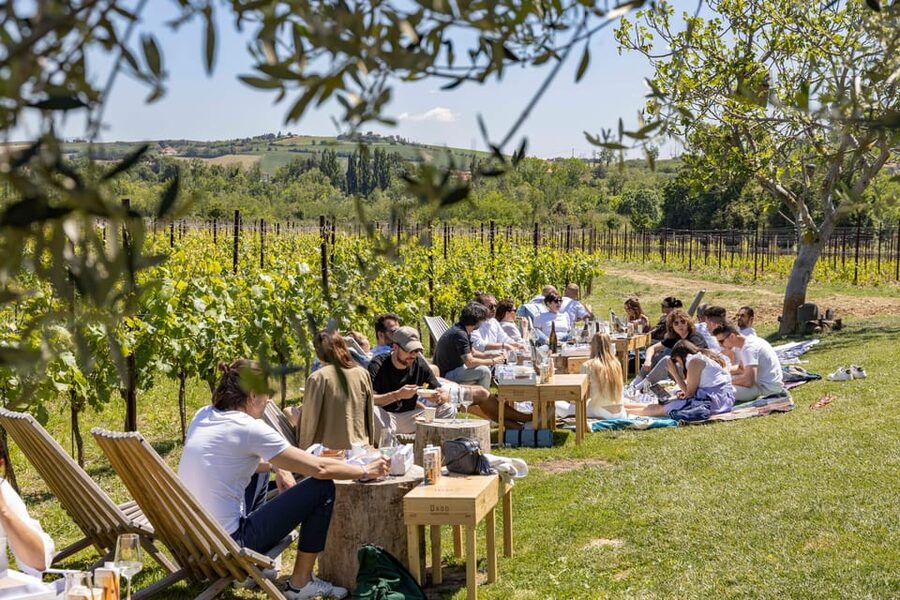 Vineyard Tour and Winery Visit with Tasting of Wines of Romagna - Walking through the vineyard and winery