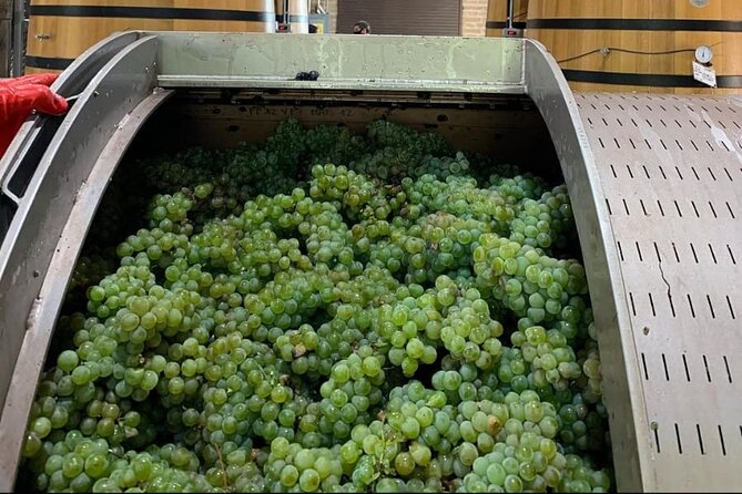 Vineyard, tour, tasting and fun in San Miguel de Allende - Production rooms and the cellar