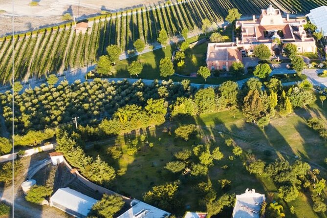 Vineyard, tour, tasting and fun in San Miguel de Allende - How much value do you get for $100.96?