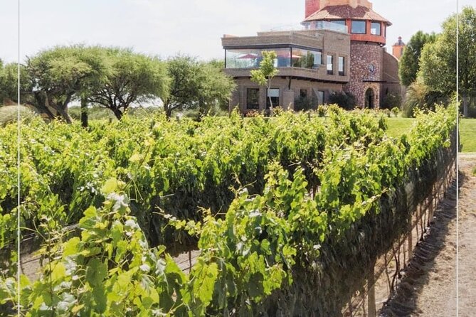 Vineyard, tour, tasting and fun in San Miguel de Allende - Who will enjoy this winery visit most?