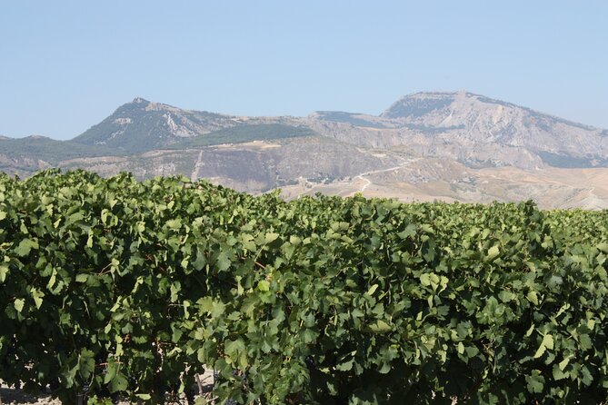 Vineyard Tour, Wine and Sicilian delicacies tasting at a Winery in Agrigento - Why the personal welcome matters