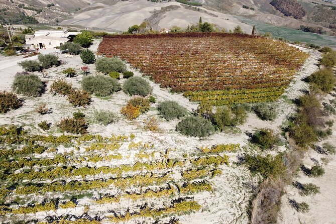 Vineyard Tour, Wine and Sicilian delicacies tasting at a Winery in Agrigento - Who will get the most from this tour