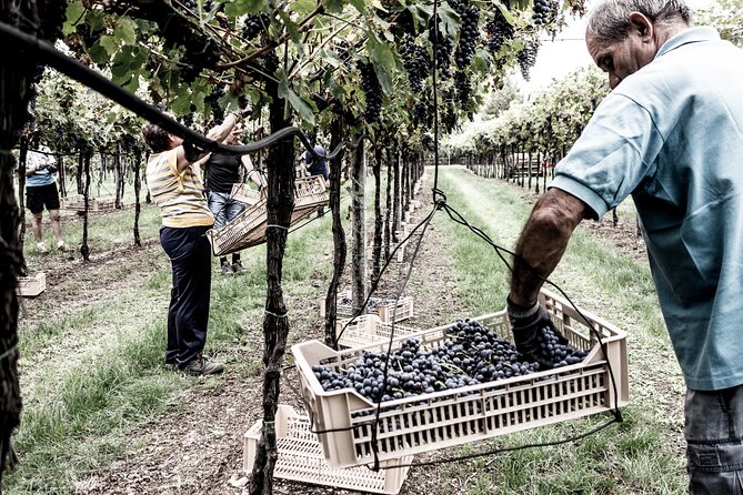 Vineyard Tour with Light Lunch in Valpolicella - A light lunch that is more than a snack