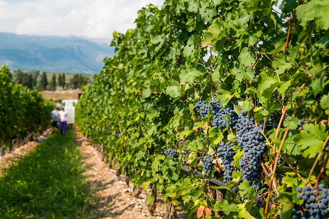 Vineyard tour with tasting of 4 wines on Garda Hills - The setting around Monte Baldo