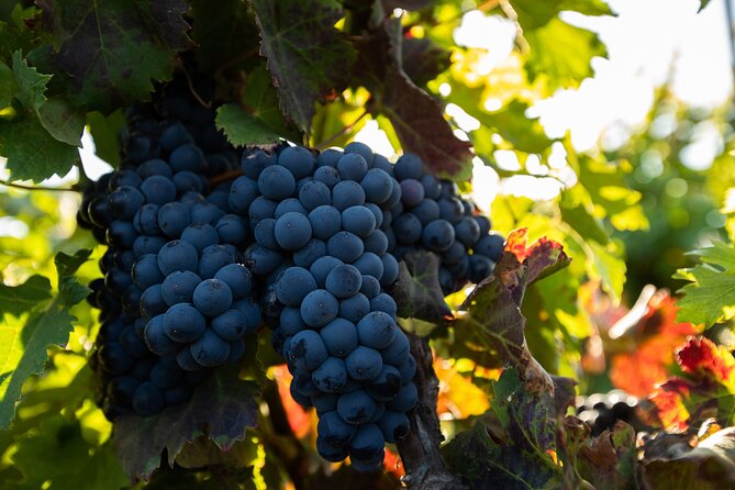 Vineyard tour with wine tasting and local products - Why Fuerteventura wine makes this visit different