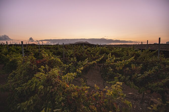 Vineyard tour with wine tasting and local products - The tasting room and three unusual wines
