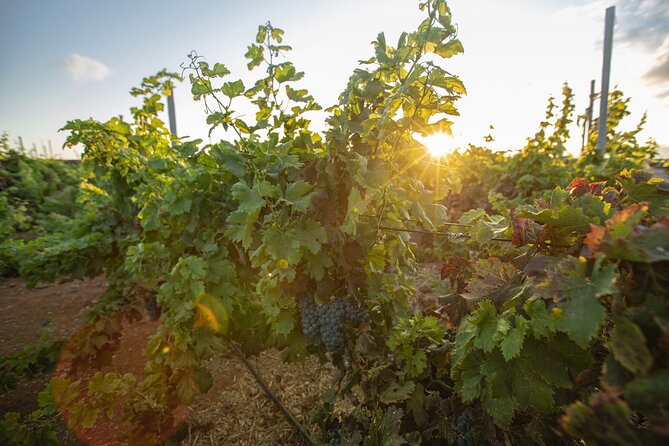 Vineyard tour with wine tasting and local products - Is $42.05 per person good value?