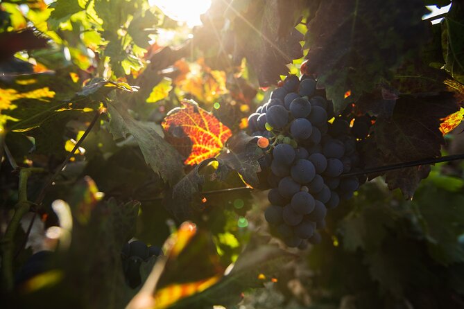 Vineyard tour with wine tasting and local products - Timing, meeting point, and group size