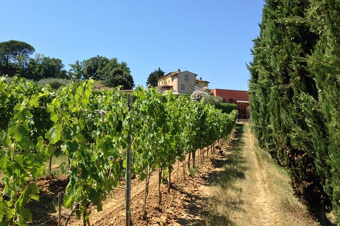 Vineyard visit with local appetisers and wine tasting - Four wines with a Tuscan tagliere