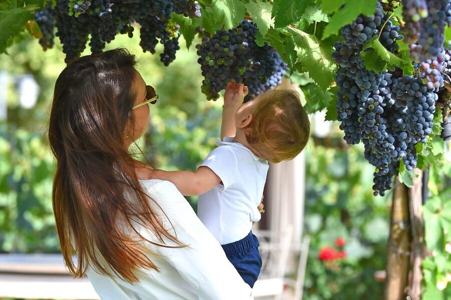 Vineyard Walk, Lunch or Dinner with Wine Tasting - Learning how the wine begins