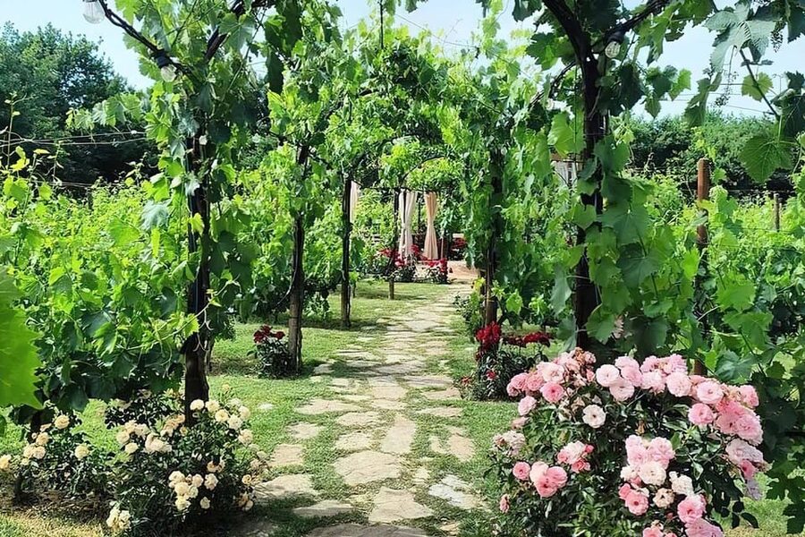 Vineyard Walk, Lunch or Dinner with Wine Tasting - Should you book this vineyard experience?