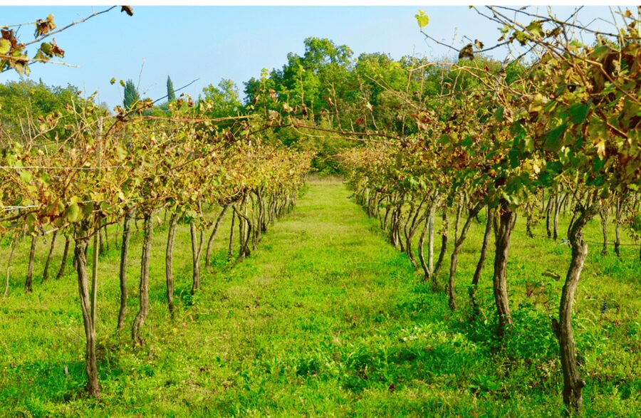 Vineyard Walk & Wine Tasting in the Berici Hills of Vicenza - Four wines and the food served with them