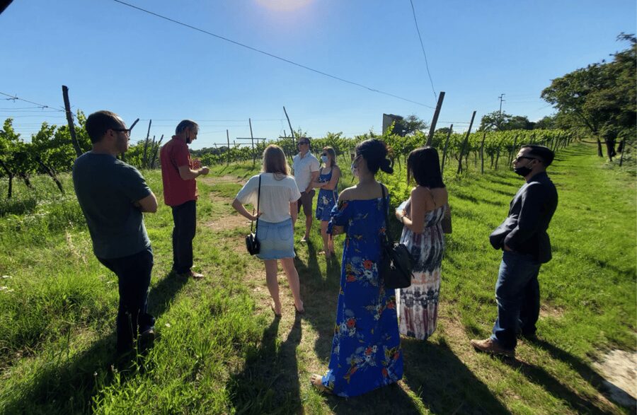 Vineyard Walk & Wine Tasting in the Berici Hills of Vicenza - The 10-minute walk through the Berici Hills vines