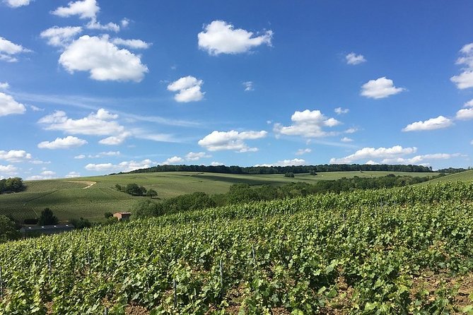 Vineyard Walking Tour & 5 Champagnes Tasting - What High Environmental Value Level 3 means for your visit