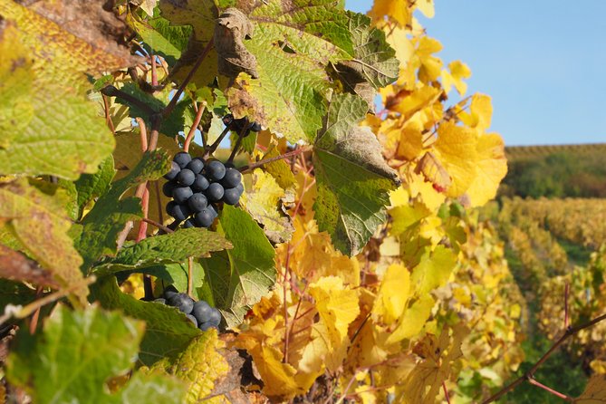 Vineyard Walking Tour & 5 Champagnes Tasting - Why the small group matters