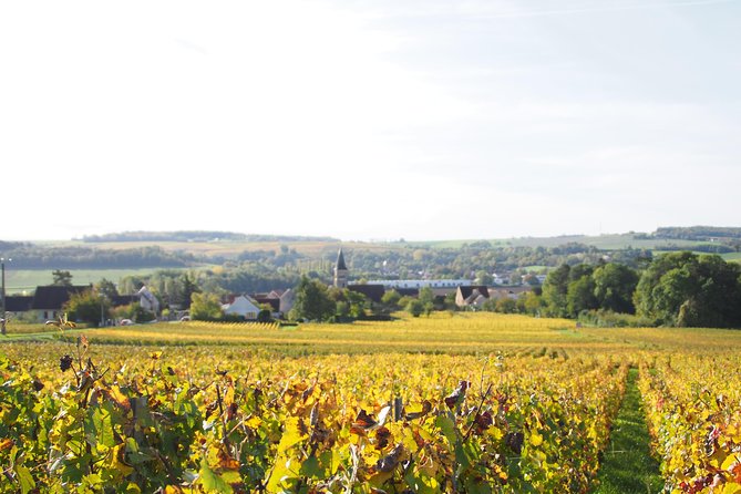 Vineyard Walking Tour & 5 Champagnes Tasting - Timing, transport, and practical planning