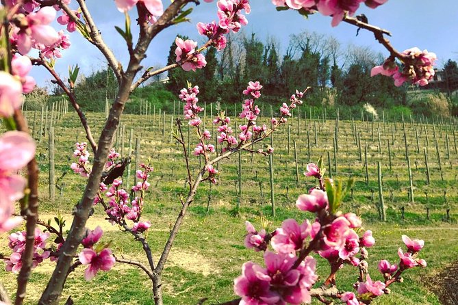 Visit among vineyards and wine cellar with wine tasting in Nizza Monferrato - What $24.08 buys you