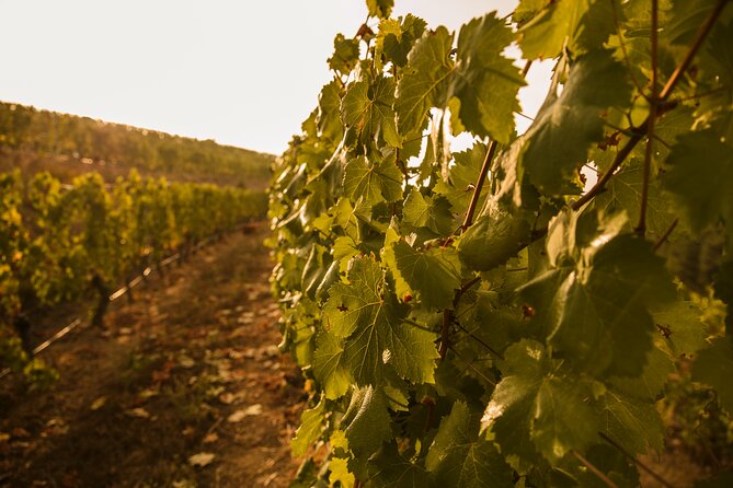 Visit Coastal Vineyard - Why Ribeiro gives this visit its character
