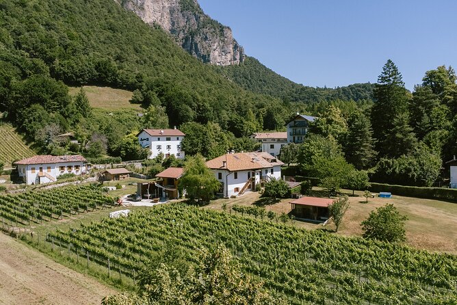 Visit of the vineyard on Mount Mezzocorona and tasting of 3 wines - Practical planning for shoes, weather, and comfort