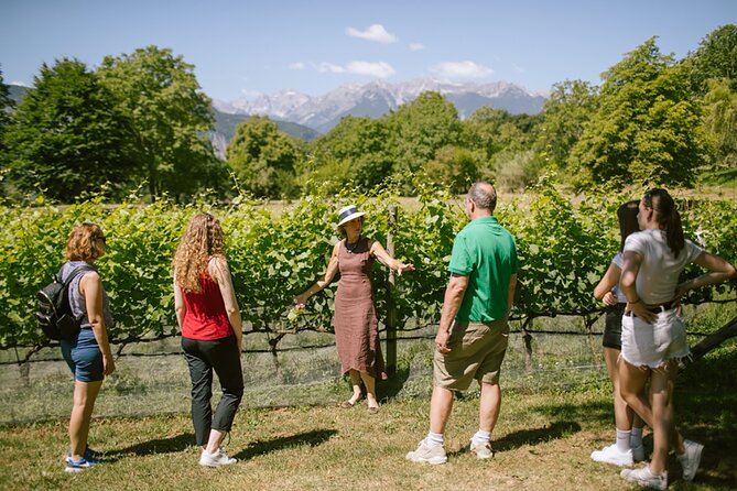 Visit of the vineyard on Mount Mezzocorona and tasting of 3 wines - The woods, skywalk, and optional Tibetan bridge