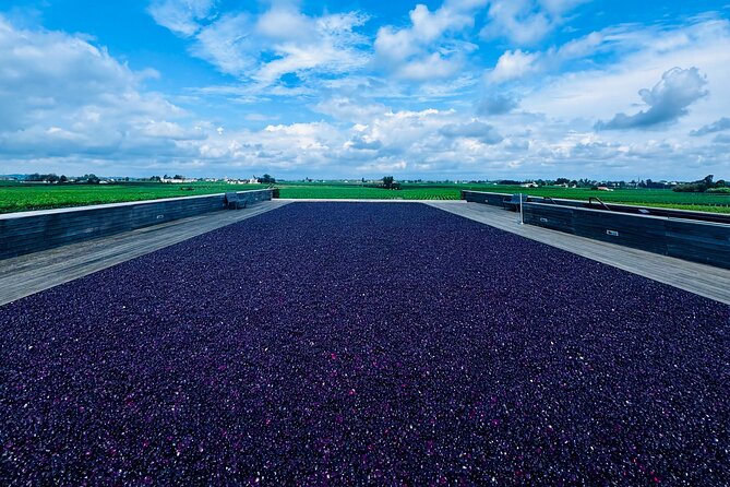 Visit Saint-Emilion and Pomerol:Vineyards, lunch and tastings included - Why this Bordeaux wine day works