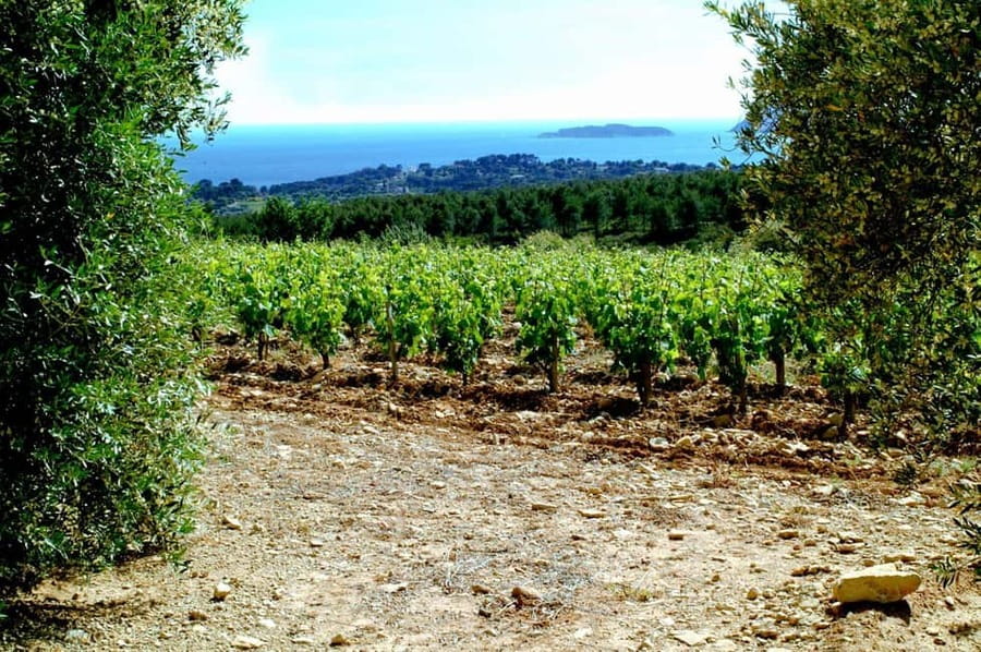 Visit the vineyards and discover Bandol wines - Inside the winery, from grapes to finished wine