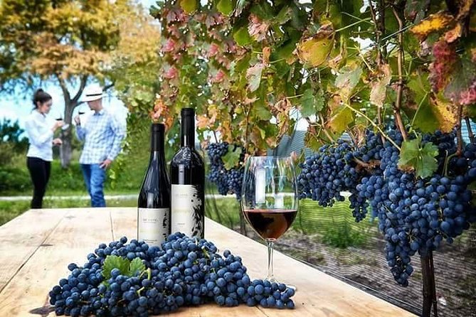 Visit to 3 Vineyards in the Region, departing from Querétaro - Freixenet Mexico and the 25-meter cellar